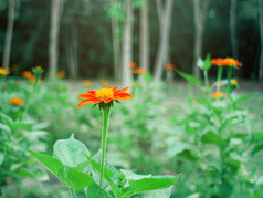 橙色Zinnia线虫花常见的ZinniaZinnia线虫布鲁姆的早....美丽的绿色花园