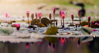 美丽的红色的莲花池塘与阳光