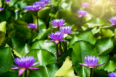 紫罗兰色的莲花与绿色叶池塘和阳光