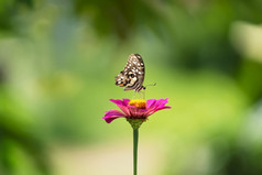 蝴蝶与花和阳光