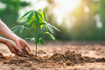 关闭手孩子们种植树花园为保存世界生态环境概念