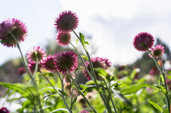 色彩斑斓的稻草花开花<strong>蓬勃</strong>发展的花园