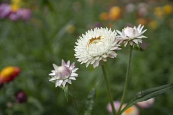 色彩斑斓的稻草花开花<strong>蓬勃</strong>发展的花园