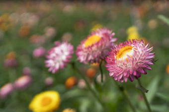 色彩斑斓的稻草花开花<strong>蓬勃发展</strong>的花园