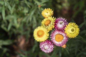 色彩斑斓的稻草花开花蓬<strong>勃发</strong>展的花园