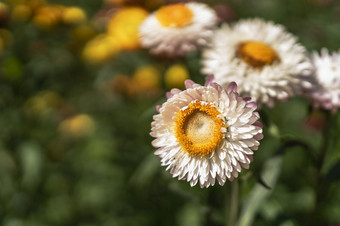 olorful稻草花开花蓬<strong>勃发</strong>展的花园