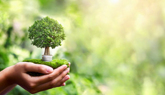 手持有光灯泡与树日益增长的和阳光自然保存能源和<strong>保护环境</strong>生态概念