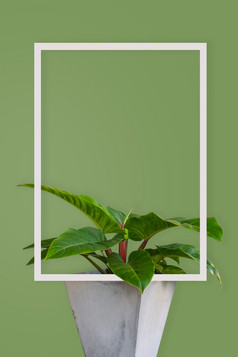 热带叶子homalomena鲁贝森斯昆特绿色背景与白色框架最小的图片与复制空间