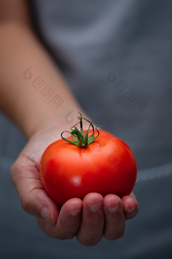 农民手有成熟的红色的西红柿选择焦<strong>点点</strong>好健康概念垂直<strong>图片</strong>风格