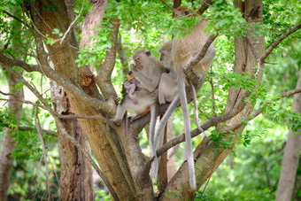 家庭猴子坐着树吃水果香蕉西瓜