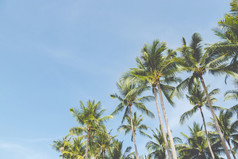 椰子树的海滩