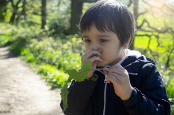 男孩持有绿色叶孩子感觉痒他的鼻子而走的公园春天夏天孩子抓他的鼻子而玩户外孩子们有反射有发热