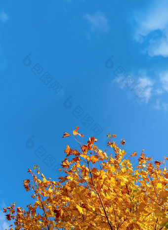 秋天叶子与的蓝色的天空使用黄色的秋天树叶前面可以天空明<strong>亮</strong>的<strong>橙色</strong>叶子秋天季节空白空间
