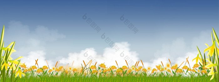 夏天自然与天空蓝色的毛茸茸的云向日葵水仙花和绿色草字段春天背景与早....天空和黄色的絮絮tamplate横幅为复活节春天背景