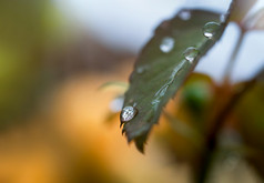 宏雨下降玫瑰叶与太阳闪亮的早....滴露水与透明的水绿色叶后雨秋天美丽的新鲜的自然背景为生态友好的概念