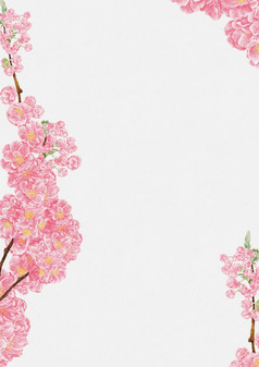 樱桃布洛索姆水颜色手油漆水纸插图孤立的美丽的自然粉红色的樱花春天花白色背景为婚礼邀请妈妈。一天情人节一天卡