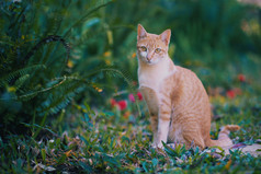 小橙色可爱的猫后院花园