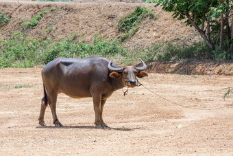 泰国水牛的草地