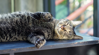 特写镜头灰色的条纹猫软焦点