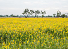 大Crotalaria场的农村农场泰国