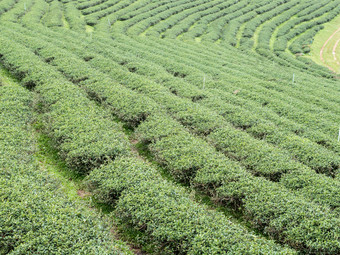 有机茶行的山的当地的<strong>茶农</strong>场北部泰阿恩德