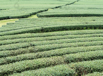 有机茶行的坡山的当地的<strong>茶农</strong>场北部泰国