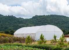 小绿色房子的agricultre农场