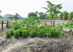 国产蔬菜花园与的木瓜树的帕迪场农村泰国