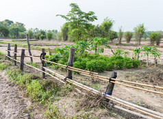 国产蔬菜花园与竹子栅栏的帕迪场农村泰国