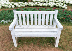 白色木板凳上的的植物花园