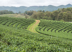 有机茶种植园的山哪一个位于的谷的高山范围