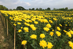 的菊花场增长的当地的花农场北部泰国