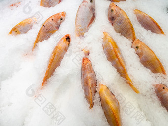 集团的新鲜的红色的罗非鱼鱼的压碎冰的托盘为出售的超市前面视图与的复制空间