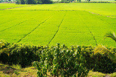 绿色大米场泰国景观亚洲户外食物自然