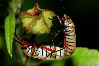 橙色甲虫繁殖
