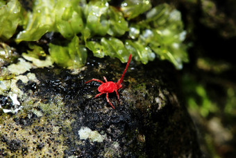红色的蜘蛛走岩石