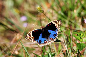 的蓝色的堇型花蝴蝶