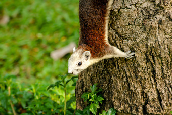 松鼠是攀<strong>爬树</strong>的公园