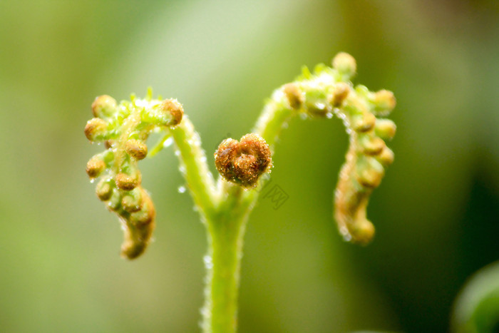 软芽蕨类植物自然图片