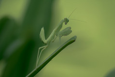 螳螂目绿色叶