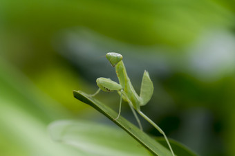 螳螂目绿色叶