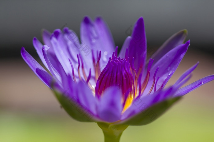 紫色的莲花开花自然