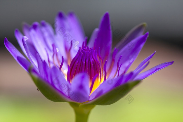 紫色的莲花开花自然