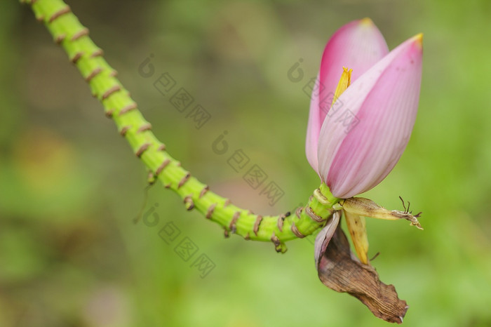 开花香蕉自然