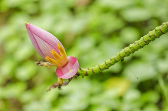 开花香蕉自然