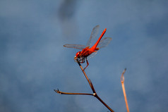 红色的蜻蜓小分支