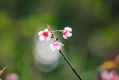 李属cerasoides是美丽的粉红色的花那布鲁姆和布鲁姆从1月2月一般发现的山泰国