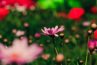 粉红色的菊花的花园盛开的