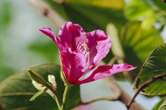 <strong>紫荆花</strong>紫竹粉红色的自然盛开的漂亮的