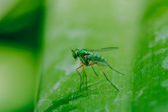 长脚蝇科的叶子是小绿色身体
